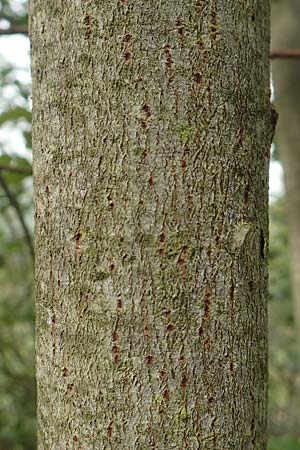 Salix appendiculata \ Schlucht-Weide / Large-Leaved Willow, D Botan. Gar.  Universit.  Tübingen 3.9.2016