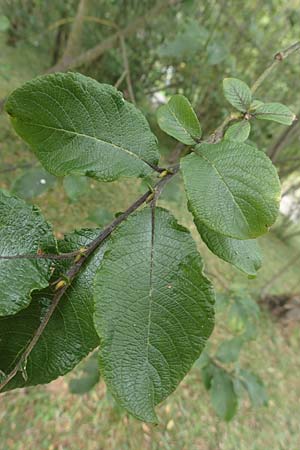 Salix appendiculata \ Schlucht-Weide / Large-Leaved Willow, D Botan. Gar.  Universit.  Tübingen 3.9.2016