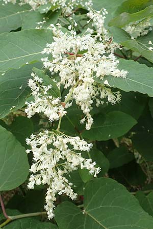 Fallopia sachalinensis \ Sachalin-Stauden-Knterich / Giant Knodweed, D Heidelberg 20.9.2016