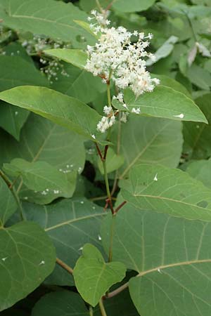 Fallopia sachalinensis \ Sachalin-Stauden-Knterich / Giant Knodweed, D Heidelberg 20.9.2016
