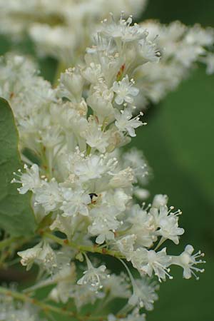 Fallopia sachalinensis \ Sachalin-Stauden-Knterich / Giant Knodweed, D Heidelberg 20.9.2016
