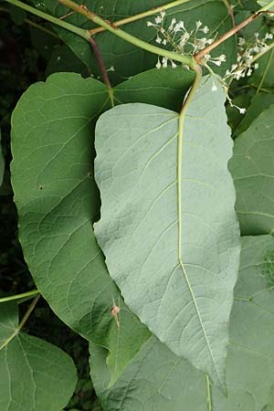 Fallopia sachalinensis \ Sachalin-Stauden-Knterich / Giant Knodweed, D Heidelberg 20.9.2016