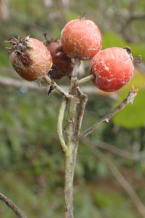 Sorbus aria \ Echte Mehlbeere / Whitebeam, D Bad Dürkheim 3.10.2016