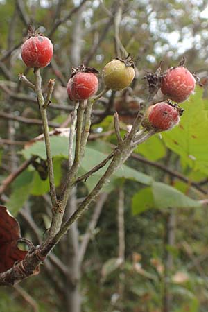 Sorbus aria \ Echte Mehlbeere / Whitebeam, D Bad Dürkheim 3.10.2016