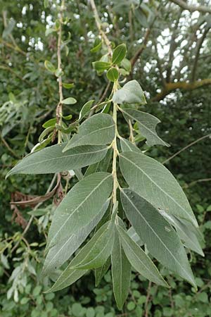 Salix alba var. caerulea \ Kricketschlger-Weide / Cricket Bat Willow, Blue Willow, D Groß-Gerau 28.7.2017