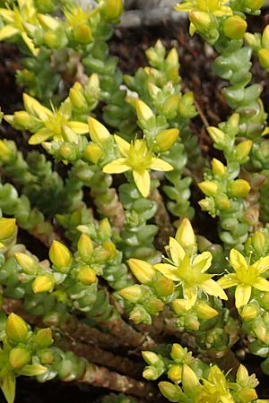 Sedum acre, Scharfer Mauerpfeffer