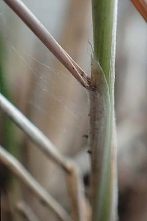 Stipa eriocaulis subsp. austriaca \ Zierliches Federgras / Austrian Feather-Grass, D Beuron 26.6.2018