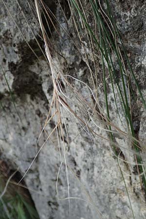 Stipa eriocaulis subsp. austriaca \ Zierliches Federgras / Austrian Feather-Grass, D Beuron 26.6.2018