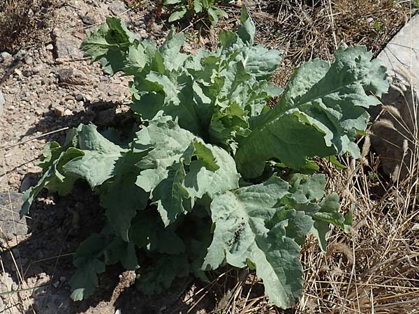Lactuca sativa \ Kopfsalat / Lettuce, D Mannheim 27.4.2020