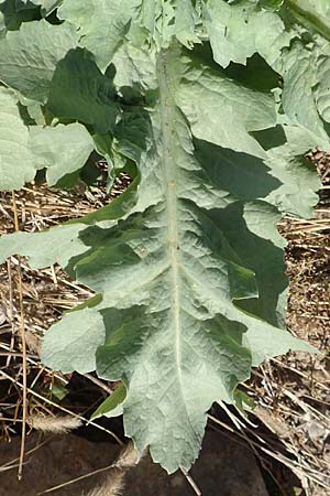 Lactuca sativa \ Kopfsalat / Lettuce, D Mannheim 27.4.2020