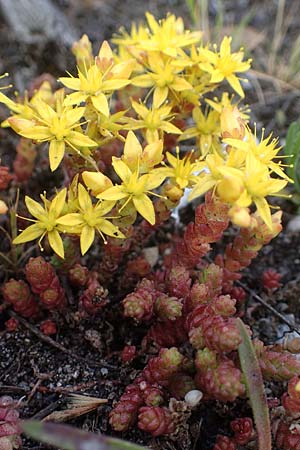 Sedum acre, Scharfer Mauerpfeffer