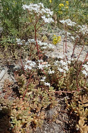 Sedum album, Weißer Mauerpfeffer