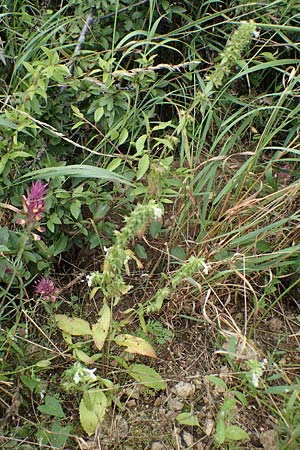 Stachys annua \ Einjhriger Ziest / Annual Yellow Woundwort, D Grünstadt-Asselheim 6.8.2021