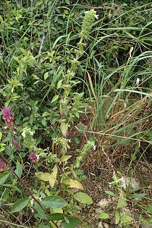 Stachys annua \ Einjhriger Ziest / Annual Yellow Woundwort, D Grünstadt-Asselheim 6.8.2021