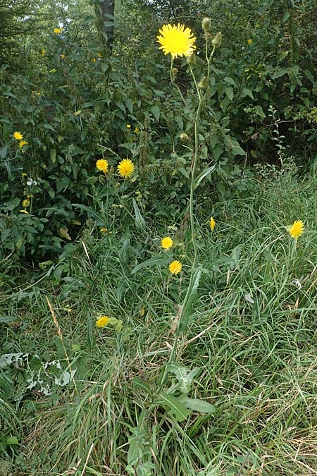 Sonchus arvensis \ Acker-Gnsedistel / Perennial Sow-Thistle, Common Field Sow-Thistle, D Neuleiningen 26.8.2021
