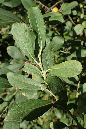 Salix aurita \ Ohr-Weide / Eared Willow, D Elmpt 6.9.2021