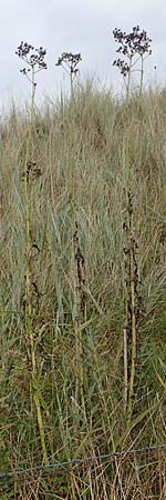 Sonchus arvensis var. maritimus \ Strand-Gnsedistel, D Hohwacht 14.9.2021
