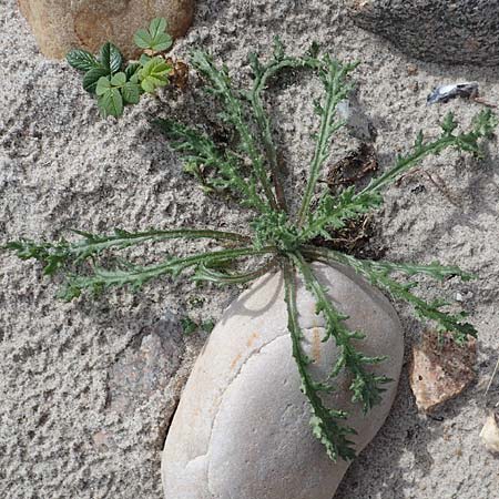 Sonchus arvensis var. maritimus \ Strand-Gnsedistel, D Hohwacht 14.9.2021