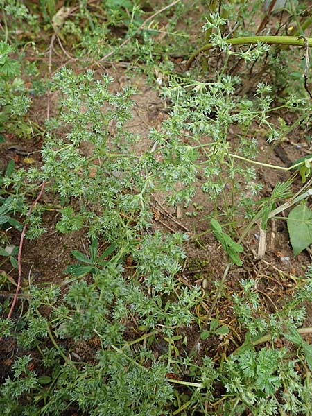 Scleranthus annuus \ Einjhriges Knuelkraut / Annual Knawel, D Erlenbach am Main 28.5.2022