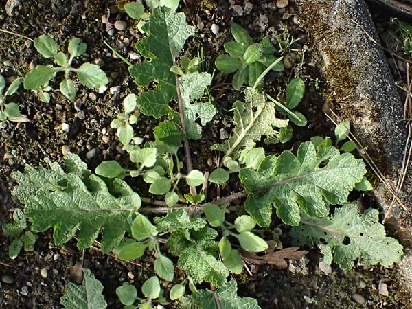 Salvia austriaca \ sterreichischer Salbei / Austrian Sage, D  8.4.2024