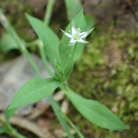 Stellaria alsine \ Quell-Sternmiere / Bog Stitchwort, D Bad König 20.7.2024