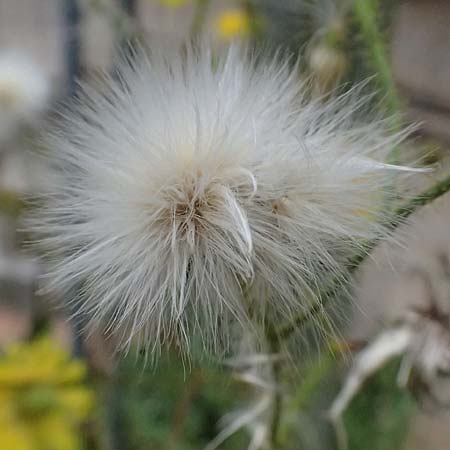 Sonchus arvensis \ Acker-Gnsedistel / Perennial Sow-Thistle, Common Field Sow-Thistle, D Weinheim an der Bergstraße 21.7.2024