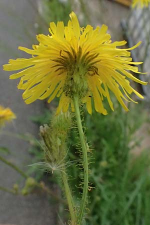Sonchus arvensis \ Acker-Gnsedistel / Perennial Sow-Thistle, Common Field Sow-Thistle, D Weinheim an der Bergstraße 21.7.2024