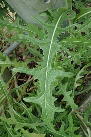 Sonchus arvensis \ Acker-Gnsedistel / Perennial Sow-Thistle, Common Field Sow-Thistle, D Weinheim an der Bergstraße 21.7.2024