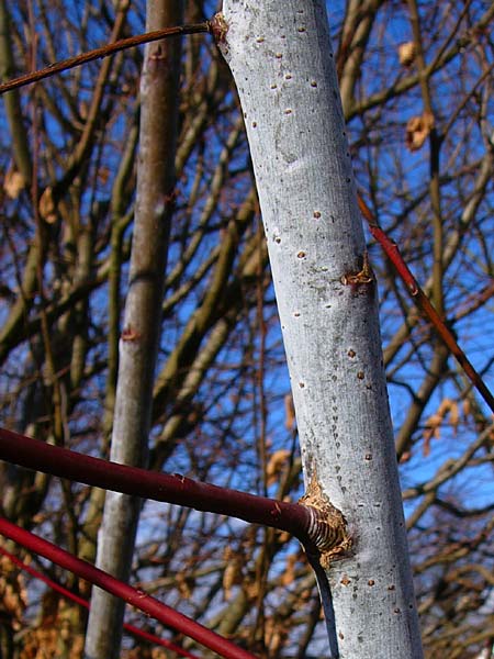 Salix daphnoides / European Violet Willow, D Günzburg 15.4.2010 (Photo: Thomas Meyer)