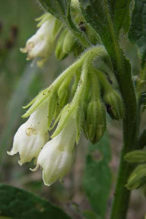Symphytum bohemicum, Bohemian Comfrey Symphytum bohemicum, Bohemian Comfrey