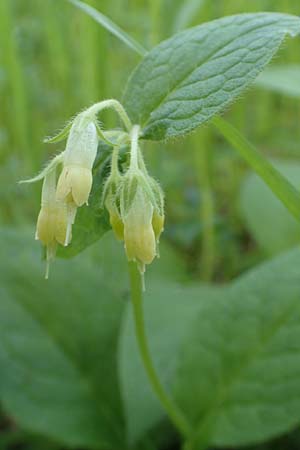 Symphytum bulbosum \ Knollen-Beinwell, Kleinbltiger Beinwell / Bulbous Comfrey, D Heidelberg 21.4.2016