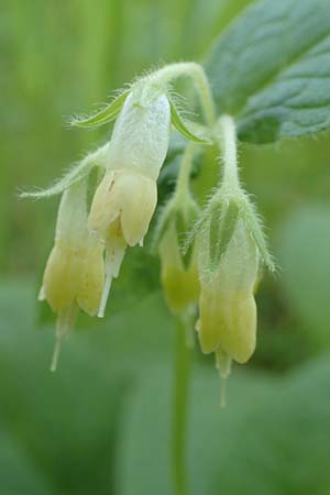 Symphytum bulbosum \ Knollen-Beinwell, Kleinbltiger Beinwell / Bulbous Comfrey, D Heidelberg 21.4.2016