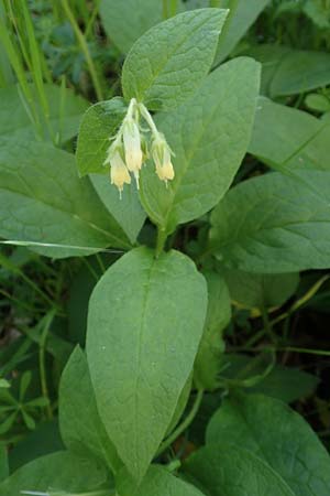 Symphytum bulbosum \ Knollen-Beinwell, Kleinbltiger Beinwell / Bulbous Comfrey, D Heidelberg 21.4.2016
