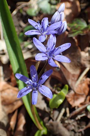 Scilla bifolia \ Zweiblttriger Blaustern / Alpine Squill, D Mannheim 11.3.2017