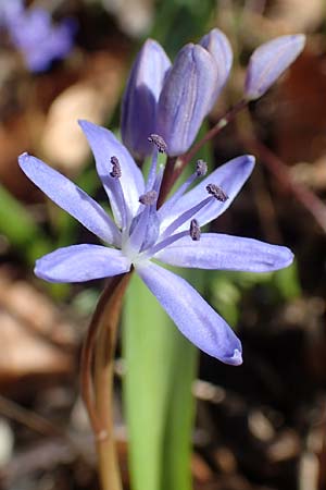 Scilla bifolia \ Zweiblttriger Blaustern / Alpine Squill, D Mannheim 11.3.2017