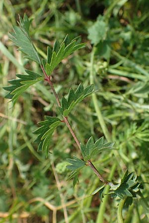 Sanguisorba minor subsp. balearica \ Hckerfrchtiger Wiesenknopf / Small Burnet, D Biebesheim 12.5.2018