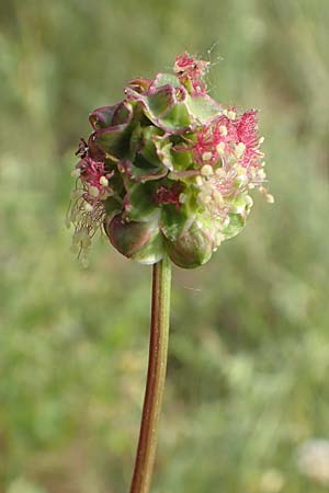 Sanguisorba minor subsp. balearica \ Hckerfrchtiger Wiesenknopf / Small Burnet, D Biebesheim 12.5.2018