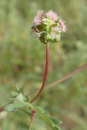 Sanguisorba minor subsp. balearica \ Hckerfrchtiger Wiesenknopf / Small Burnet, D Biebesheim 12.5.2018