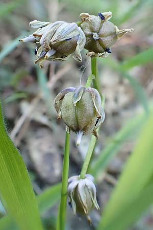 Scilla bifolia \ Zweiblttriger Blaustern / Alpine Squill, D Weinheim an der Bergstraße 31.3.2020