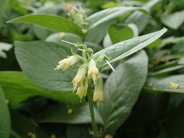 Symphytum bulbosum \ Knollen-Beinwell, Kleinbltiger Beinwell / Bulbous Comfrey, D Mannheim 13.4.2020