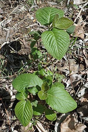 Viburnum lantana \ Wolliger Schneeball / Wayfaring Tree, D Waghäusel-Wiesental 15.4.2020