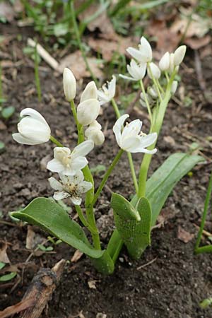 Scilla bifolia, Zweiblättriger Blaustern