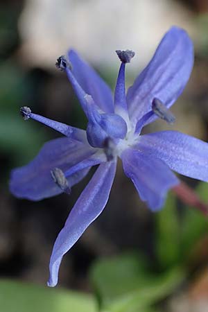 Scilla bifolia \ Zweiblttriger Blaustern / Alpine Squill, D Ludwigshafen 14.2.2022