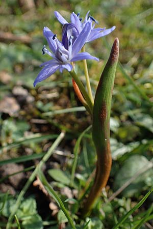 Scilla bifolia \ Zweiblttriger Blaustern / Alpine Squill, D Ludwigshafen 1.3.2022