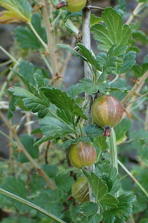 Ribes uva-crispa \ Stachelbeere / Gooseberry, D Hatzenport 19.6.2022