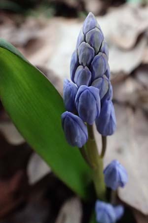 Scilla bifolia \ Zweiblttriger Blaustern / Alpine Squill, D Ludwigshafen 20.2.2024