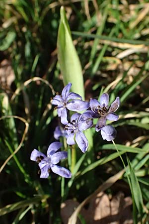 Scilla bifolia \ Zweiblttriger Blaustern / Alpine Squill, D Mannheim 9.3.2025