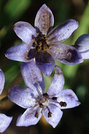 Scilla bifolia \ Zweiblttriger Blaustern / Alpine Squill, D Mannheim 9.3.2025