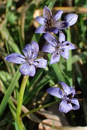 Scilla bifolia \ Zweiblttriger Blaustern / Alpine Squill, D Mannheim 9.3.2025