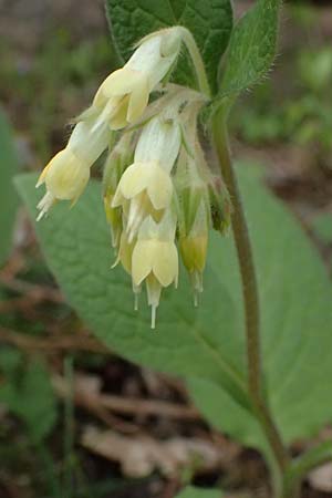 Symphytum bulbosum \ Knollen-Beinwell, Kleinbl�tiger Beinwell / Bulbous Comfrey, D Mannheim 1.4.2026